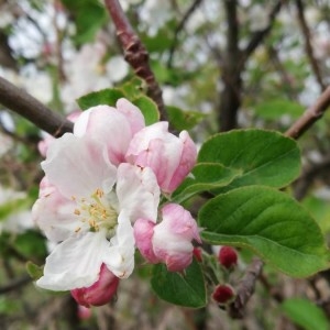 Photographie n°2290411 du taxon Malus domestica Borkh. [1803]