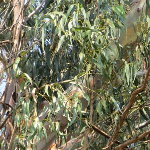 Photographie n°2290451 du taxon Eucalyptus globulus Labill. [1800]