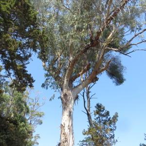 Photographie n°2290452 du taxon Eucalyptus globulus Labill. [1800]
