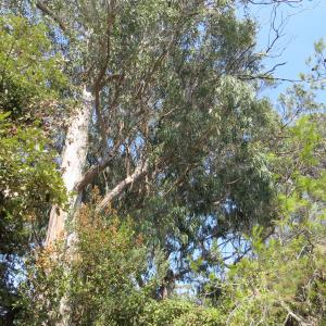 Photographie n°2290454 du taxon Eucalyptus globulus Labill. [1800]