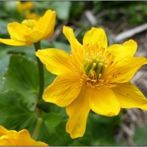 Photographie n°2290476 du taxon Caltha palustris L. [1753]