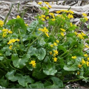 Photographie n°2290477 du taxon Caltha palustris L. [1753]