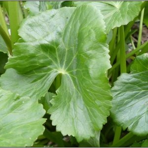 Photographie n°2290478 du taxon Caltha palustris L. [1753]