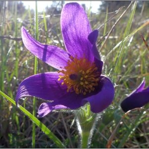  - Anemone pulsatilla L. [1753]