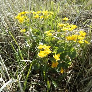 Photographie n°2290522 du taxon Caltha palustris L. [1753]