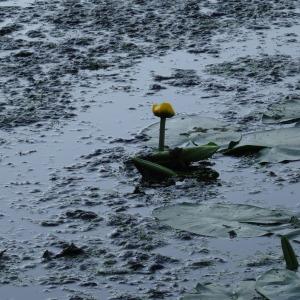 Photographie n°2290539 du taxon Nuphar lutea (L.) Sm. [1809]