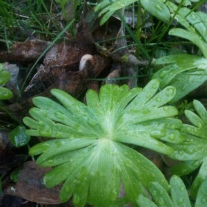 Photographie n°2290610 du taxon Eranthis hyemalis (L.) Salisb. [1807]