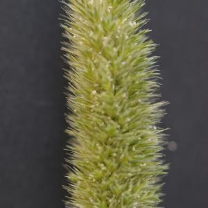 Photographie n°2290618 du taxon Rostraria cristata (L.) Tzvelev [1971]