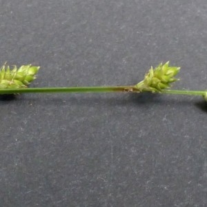 Photographie n°2290636 du taxon Carex canescens L. [1753]