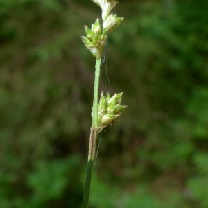 Photographie n°2290637 du taxon Carex canescens L. [1753]