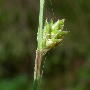 Photographie n°2290640 du taxon Carex canescens L. [1753]