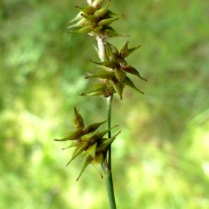 Photographie n°2290643 du taxon Carex echinata Murray [1770]