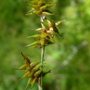 Photographie n°2290644 du taxon Carex echinata Murray [1770]