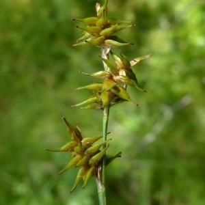 Photographie n°2290645 du taxon Carex echinata Murray [1770]