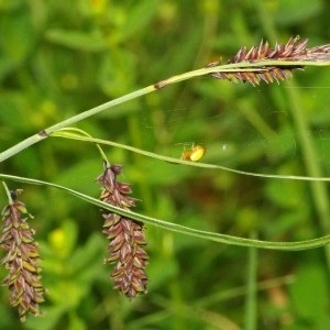 Photographie n°2290649 du taxon Carex glauca Scop. [1772]