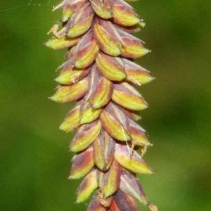 Photographie n°2290650 du taxon Carex glauca Scop. [1772]