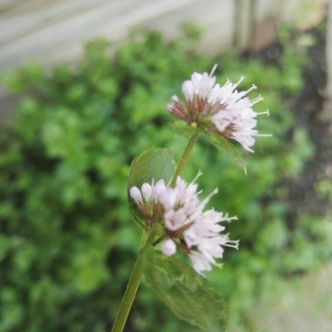 Photographie n°2290659 du taxon Mentha aquatica L. [1753]