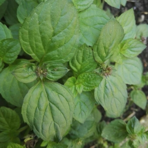 Photographie n°2290660 du taxon Mentha aquatica L. [1753]