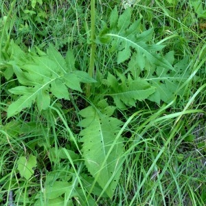 Photographie n°2290677 du taxon Cirsium oleraceum (L.) Scop. [1769]