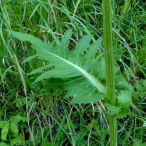 Photographie n°2290678 du taxon Cirsium oleraceum (L.) Scop. [1769]