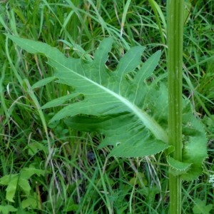 Photographie n°2290679 du taxon Cirsium oleraceum (L.) Scop. [1769]