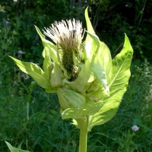 Photographie n°2290686 du taxon Cirsium oleraceum (L.) Scop. [1769]