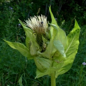 Photographie n°2290687 du taxon Cirsium oleraceum (L.) Scop. [1769]