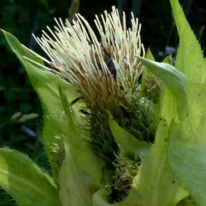 Photographie n°2290688 du taxon Cirsium oleraceum (L.) Scop. [1769]