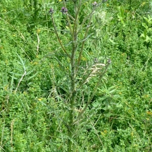 Photographie n°2290694 du taxon Cirsium palustre (L.) Scop. [1772]