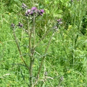 Photographie n°2290695 du taxon Cirsium palustre (L.) Scop. [1772]