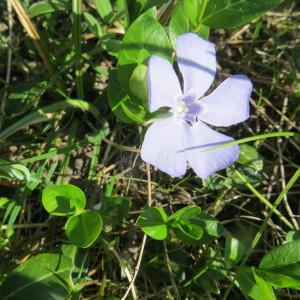 Photographie n°2290741 du taxon Vinca major subsp. major 