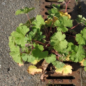 Photographie n°2290763 du taxon Geranium rotundifolium L. [1753]