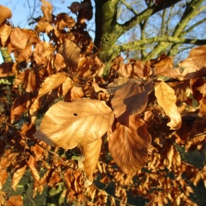 Photographie n°2290783 du taxon Fagus sylvatica L.