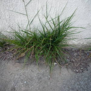 Photographie n°2290796 du taxon Poaceae 