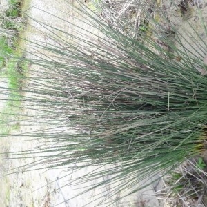 Photographie n°2290804 du taxon Juncus inflexus L. [1753]