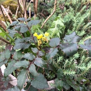 Photographie n°2290811 du taxon Berberis aquifolium Pursh [1814]