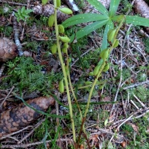 Photographie n°2290813 du taxon Corallorhiza trifida Châtel. [1760]