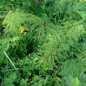 Photographie n°2290817 du taxon Equisetum sylvaticum L. [1753]