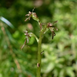 Photographie n°2290842 du taxon Listera cordata (L.) R.Br. [1813]