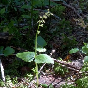 Photographie n°2290855 du taxon Listera cordata (L.) R.Br. [1813]