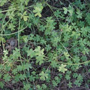 Photographie n°2290864 du taxon Oxalis pes-caprae L. [1753]