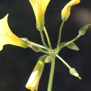 Photographie n°2290866 du taxon Oxalis pes-caprae L. [1753]