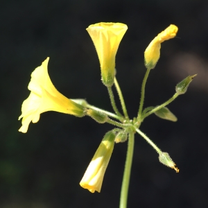 Photographie n°2290869 du taxon Oxalis pes-caprae L. [1753]