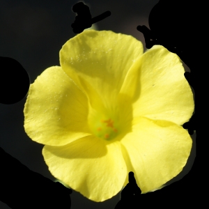 Photographie n°2290871 du taxon Oxalis pes-caprae L. [1753]