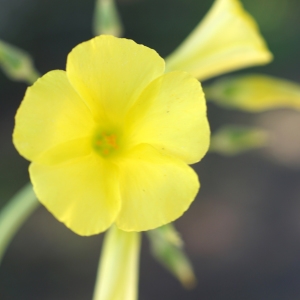 Photographie n°2290872 du taxon Oxalis pes-caprae L. [1753]
