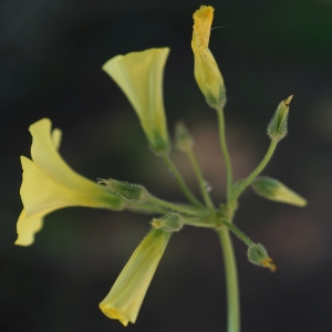 Photographie n°2290874 du taxon Oxalis pes-caprae L. [1753]