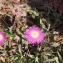  Liliane Roubaudi - Carpobrotus acinaciformis (L.) L.Bolus [1927]