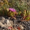  Liliane Roubaudi - Carpobrotus acinaciformis (L.) L.Bolus [1927]