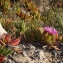  Liliane Roubaudi - Carpobrotus acinaciformis (L.) L.Bolus [1927]