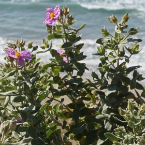 Photographie n°2290918 du taxon Cistus albidus L. [1753]